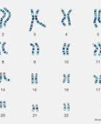 Karyotype and it's types 