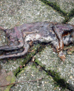 Maskieta virus