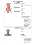 Lijst spieren bovenste ledematen
