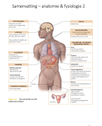 Anatomie en fysiologie 1 - open vraag (proef)examen - 1VDK