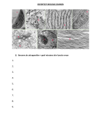 Oefentest biologie celorganellen