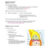 Neuroneurale synaps