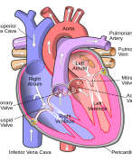 Samenvatting Cardiovasculair Systeem SUMMA jaar 1
