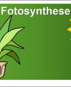 Alles wat je moet weten over fotosynthese!