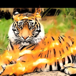TygerFire 