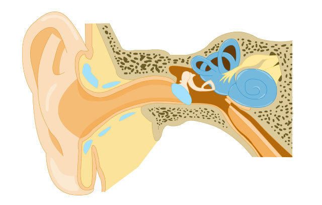 Fysiologie en anatomie van het gehoororgaan